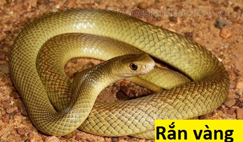 rắn màu vàng